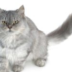 adotar gatos persas gratis