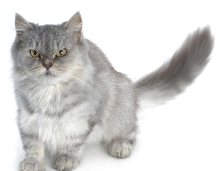 adotar gatos persas gratis