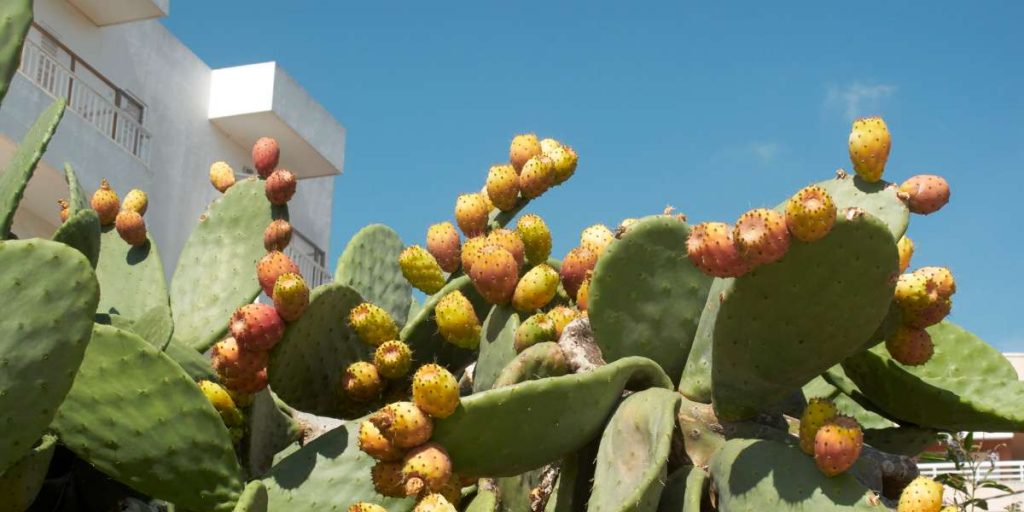 ibiza mapa