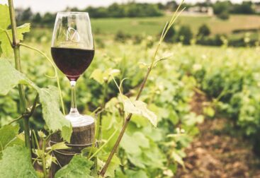 Crise no Consumo de Vinho do Porto Impacta Produtores Douro