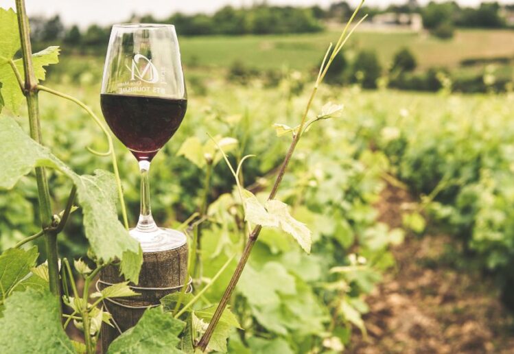 Crise no Consumo de Vinho do Porto Impacta Produtores Douro