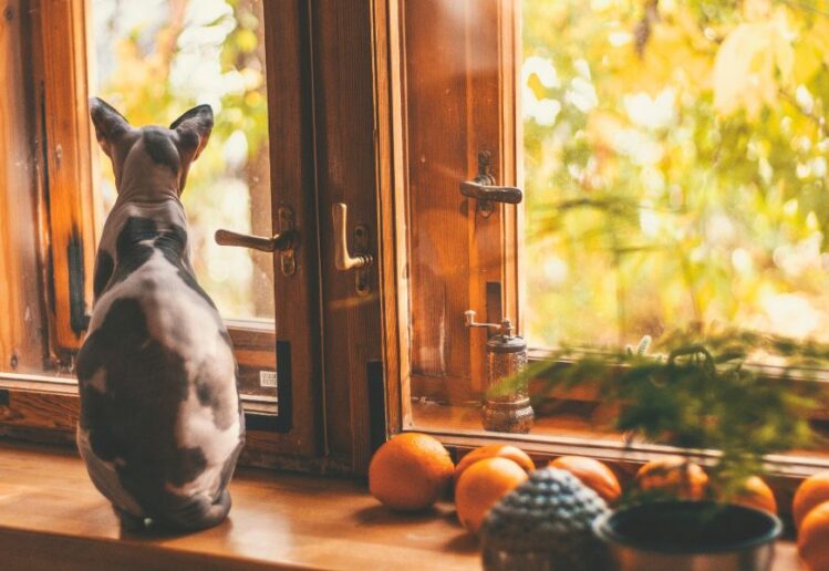 Adotar um Gato Sphynx Grátis em Portugal: Guia Completo