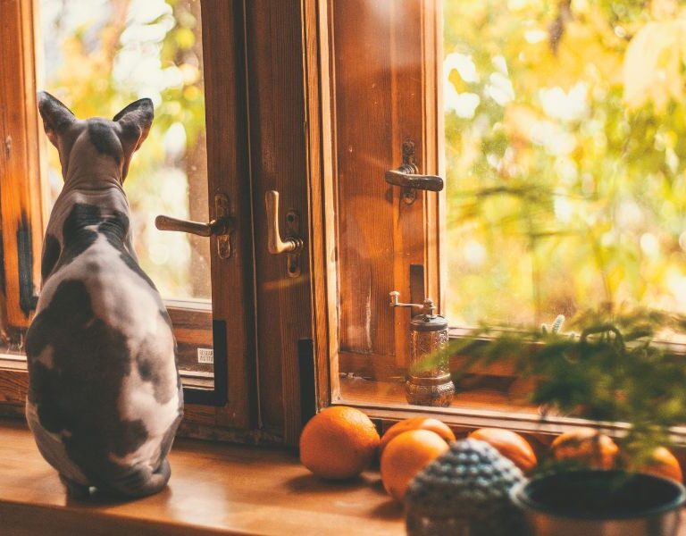 Adotar um Gato Sphynx Grátis em Portugal: Guia Completo