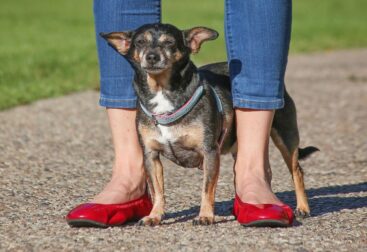 Adote um Chihuahua Grátis em Portugal: Guia Completo e Dicas