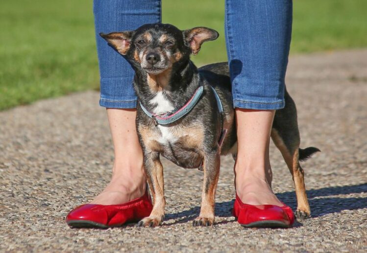 Adote um Chihuahua Grátis em Portugal: Guia Completo e Dicas