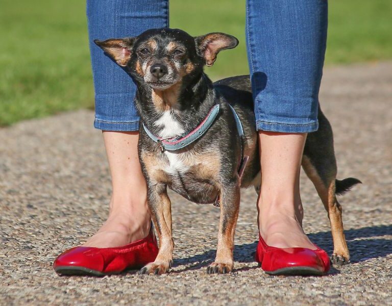 Adote um Chihuahua Grátis em Portugal: Guia Completo e Dicas