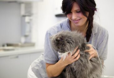 Adote um Gato Persa Gratuitamente: Dicas e Onde Encontrar