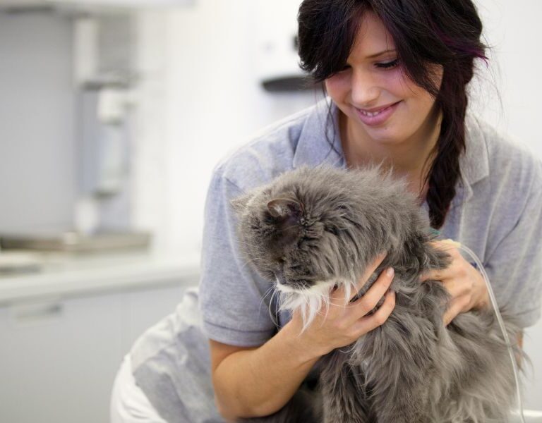 Adote um Gato Persa Gratuitamente: Dicas e Onde Encontrar